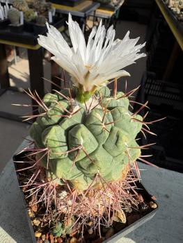 Thelocactus hexaedrophorus